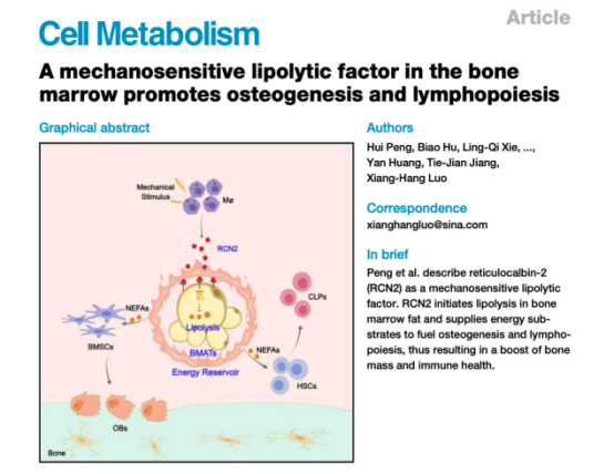 Cell Metabolism通讯稿2022264.png Cell Metabolism通讯稿2022264.png