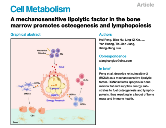 Cell Metabolism通讯稿2022264.png