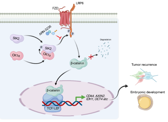Oncogene 新闻698.png